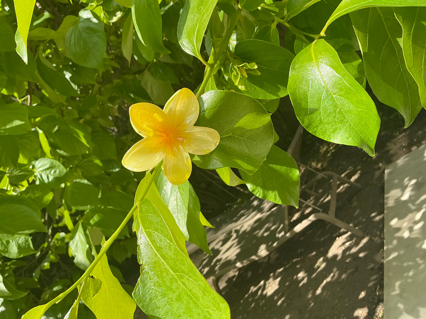 Pince Fleur Jaune