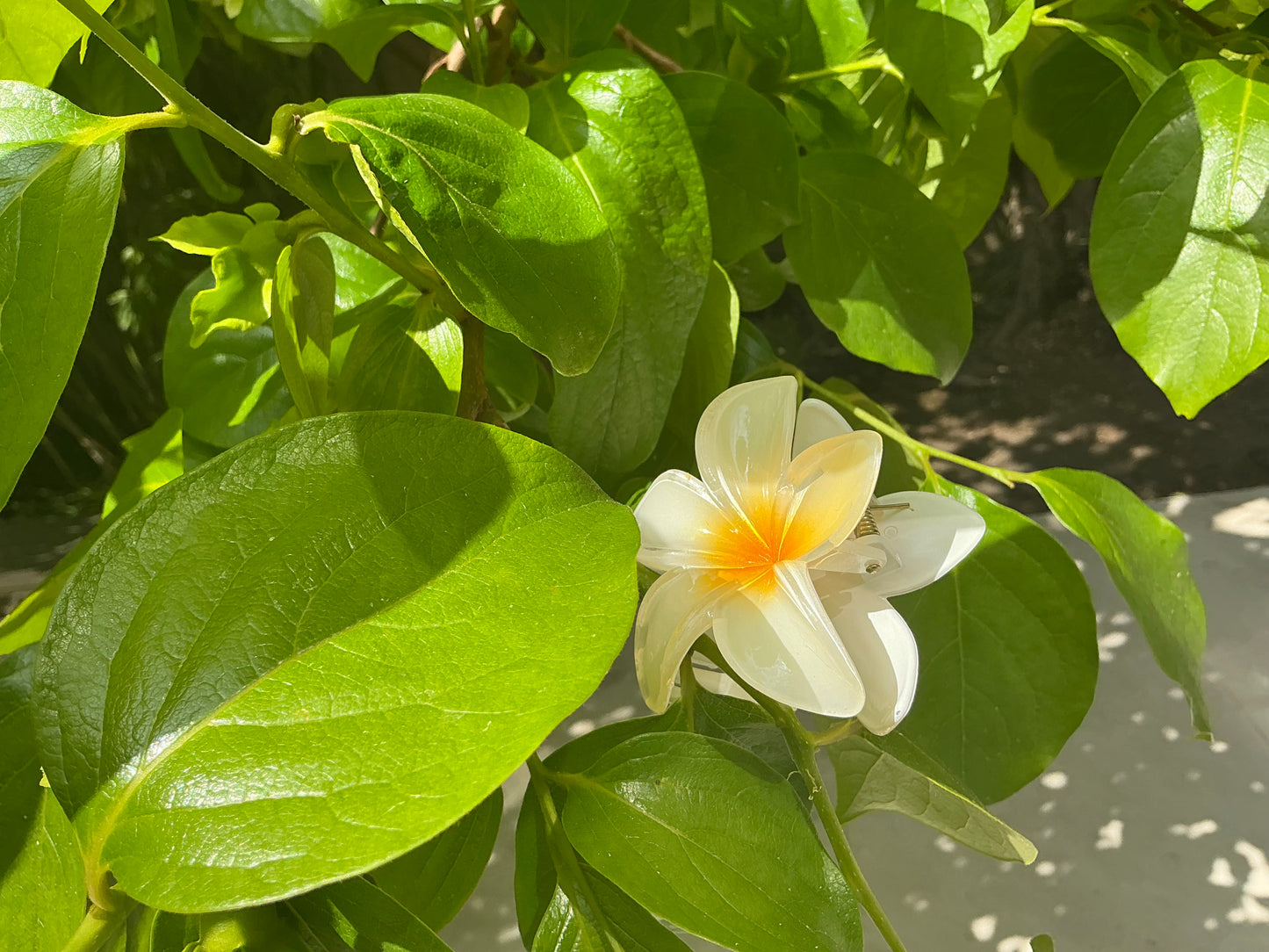 Pince Fleur Jaune et Blanche