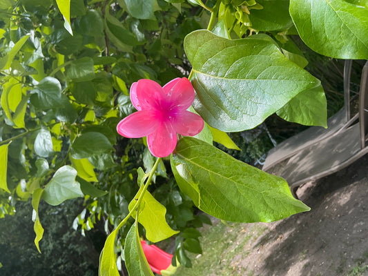 Pince fleur Rose