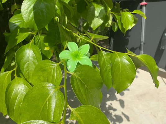 Pince Fleur Verte