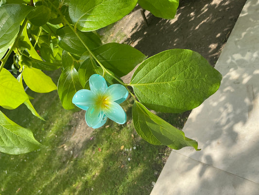 Pince Fleur Bleue
