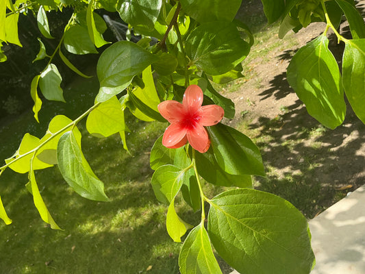 Pince Fleur Orange