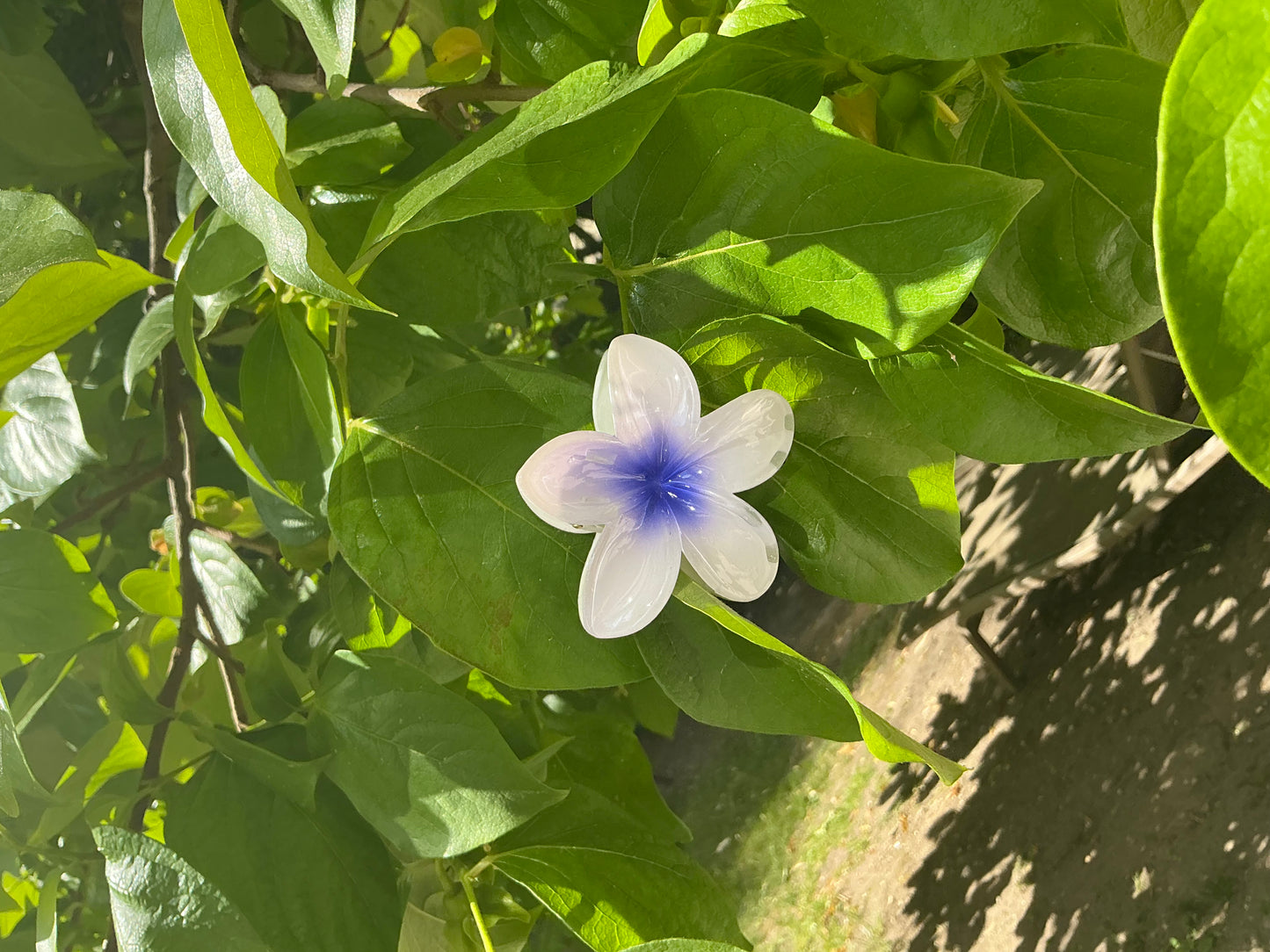 Pince Fleur Bleu et Blanche