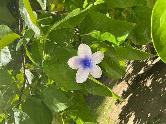 Pince Fleur Bleu et Blanche