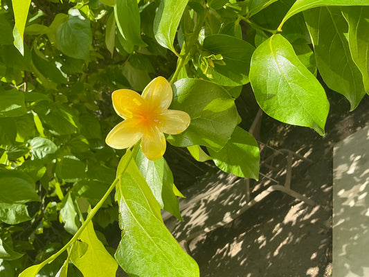 Pince Fleur Jaune