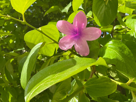 Pince fleur violette